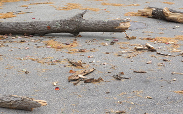 tree debris on street_web